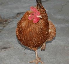 叫了只鸡最新爆料视频,揭秘视频背后的惊人真相！  第3张